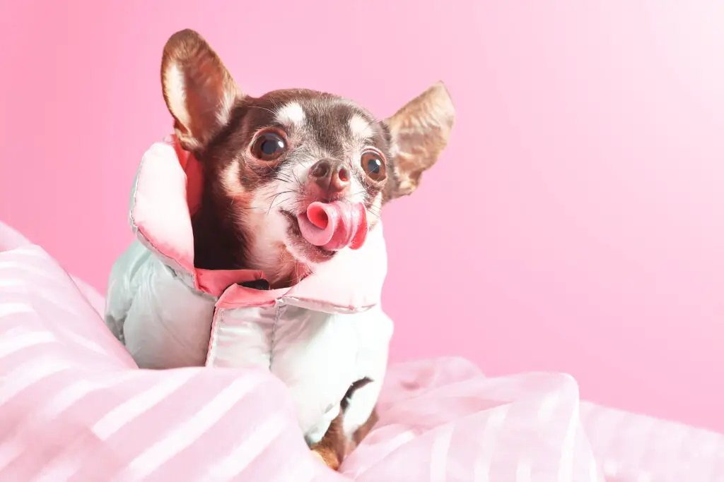 Portrait commercial en studio d’un chihuahua portant un manteau, langue sortie, sur fond rose. / Commercial studio portrait of a chihuahua wearing a coat with its tongue out on a pink background.